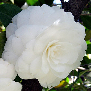 camellia japonica alba